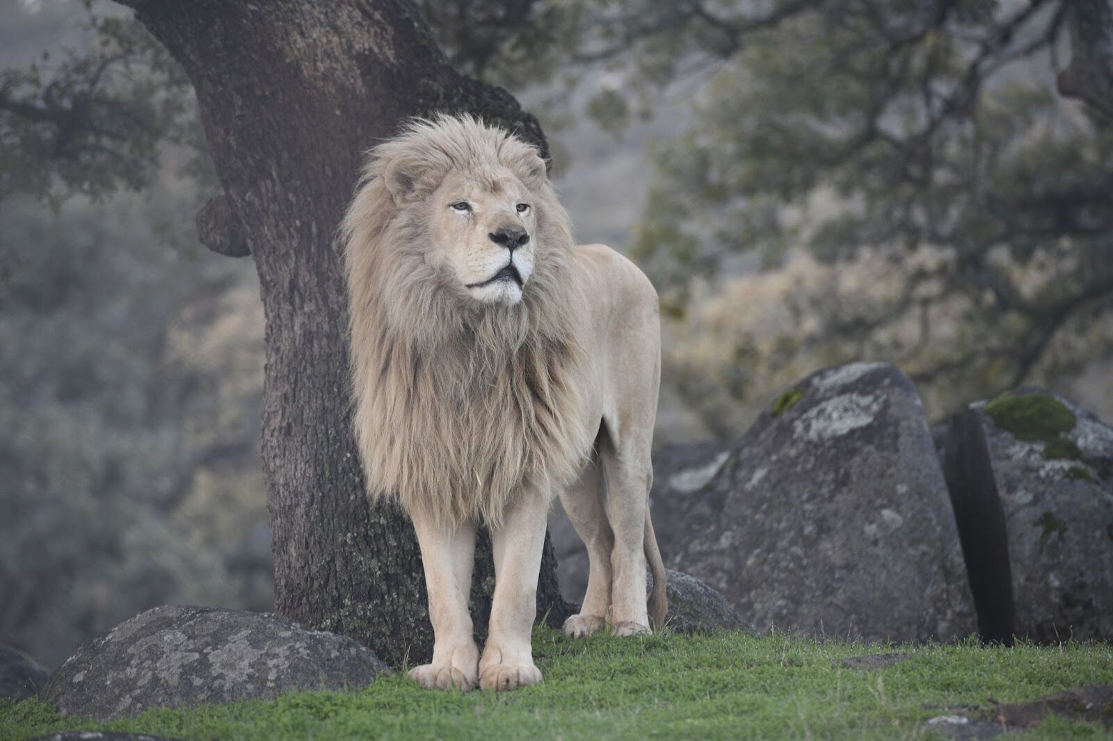 A Summer of Compassion at Lions Tigers and Bears